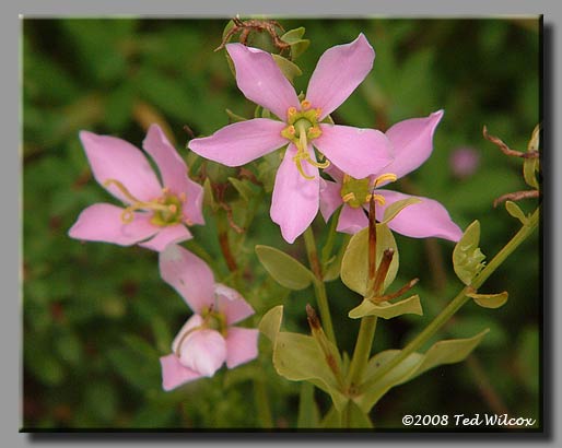 Rose Pink (Sabatia angularis)