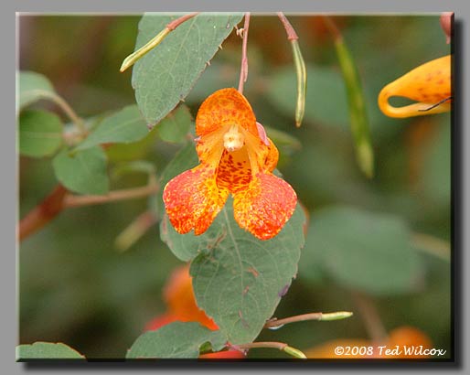 Spotted Touch-Me-Not / Jewelweed (Impatiens capensis)
