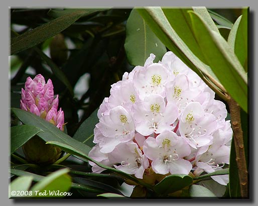 Great Rhododendron (Rhododendron maximum)