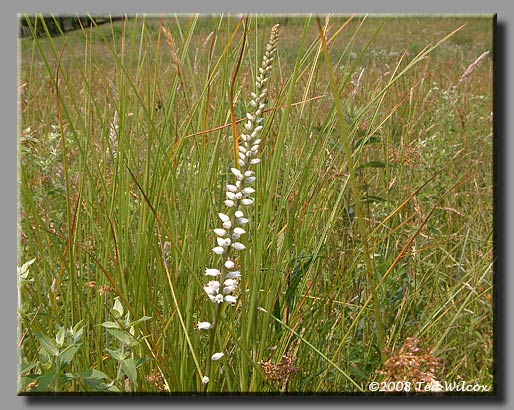 Colicroot / White Stargrass (Aletris farinosa)