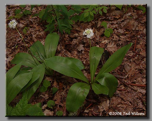 Speckled Wood Lily / White Clintonia (Clintonia umbellulata)