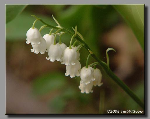 American Lily-of-the-Valley (Convallaria majuscula)