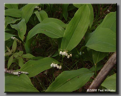 American Lily-of-the-Valley (Convallaria majuscula)