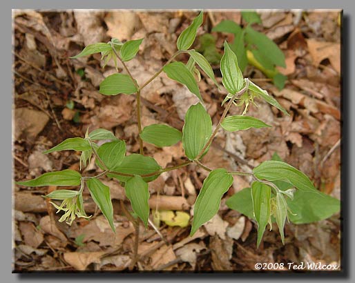 Yellow Mandarin / Fairybells (Disporum lanuginosum)