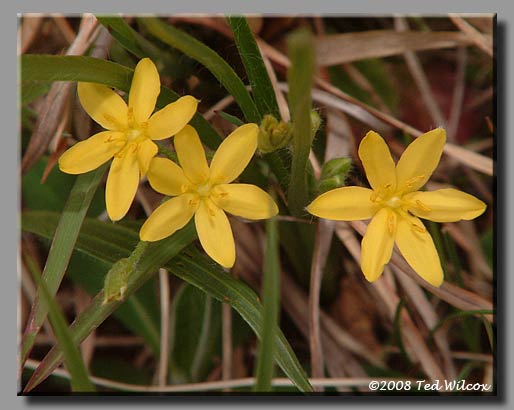 Yellow Stargrass (Hypoxis hirsuta)