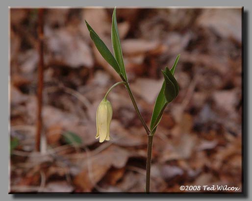 Wild Oats / Sessileleaf Bellwort (Uvularia sessilifolia)
