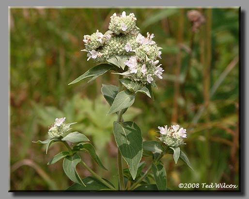 Loomis' Mountain Mint (Pycnanthemum loomisii)
