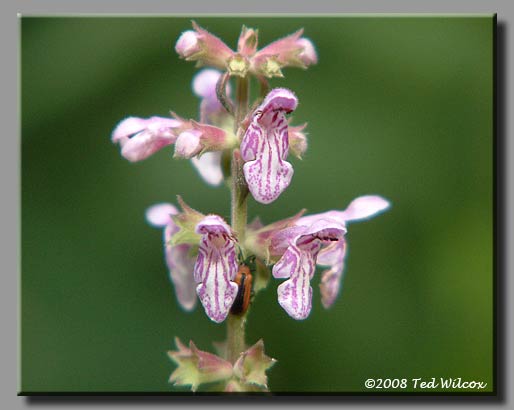 Smooth Hedge Nettle / Common Hedge Nettle (Stachys tenuifolia)
