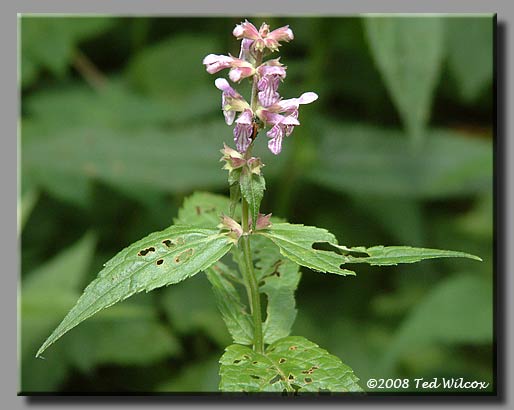 Smooth Hedge Nettle / Common Hedge Nettle (Stachys tenuifolia)