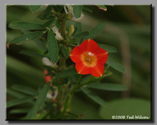 Small Red Morning Glory (Ipomoea coccinea)