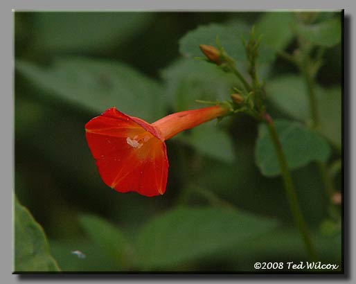Small Red Morning Glory (Ipomoea coccinea)