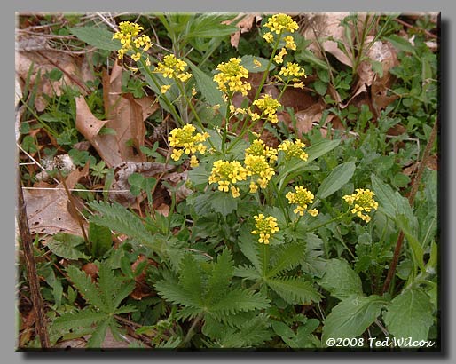 Winter Cress / Yellow Rocket (Barbarea vulgaris)
