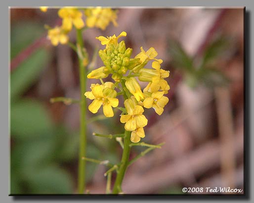 Winter Cress / Yellow Rocket (Barbarea vulgaris)