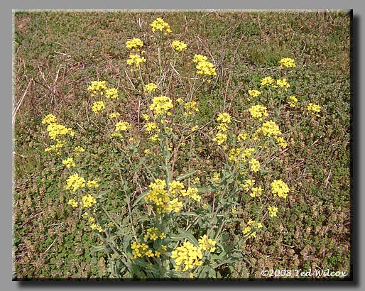 Field Mustard / Turnip (Brassica rapa)