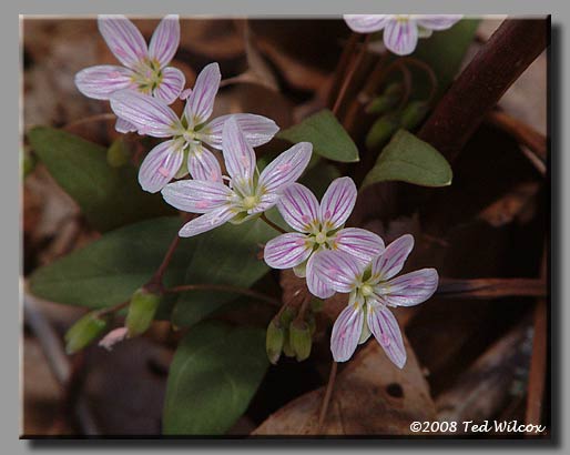 Carolina Spring Beauty (Claytonia caroliniana)