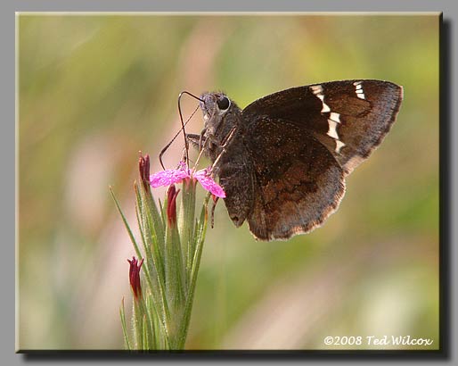 Deptford Pink (Dianthus armeria)