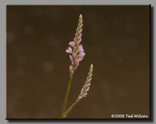 Pink Smartweed (Polygonum pensylvanicum)