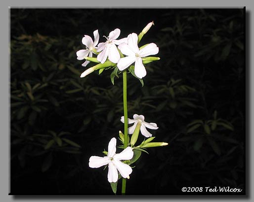 Bouncing Bet / Soapwort (Saponaria officinalis)