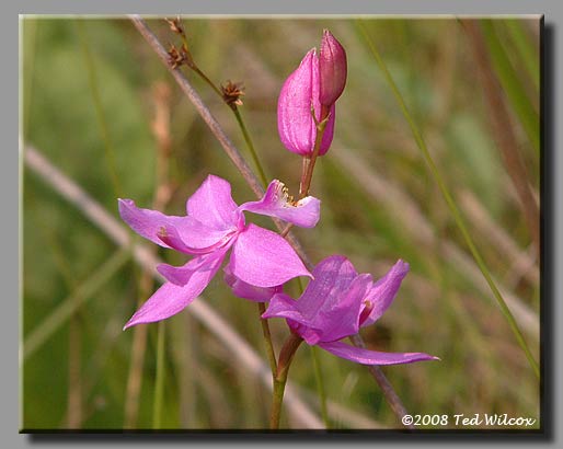 Grass Pink (Calopogon tuberosus)