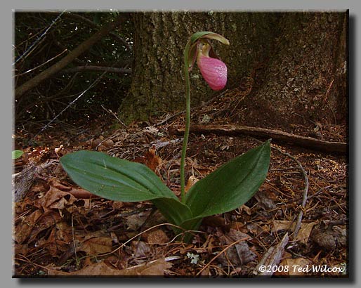 Pink Lady's Slipper (Cypripedium acaule)
