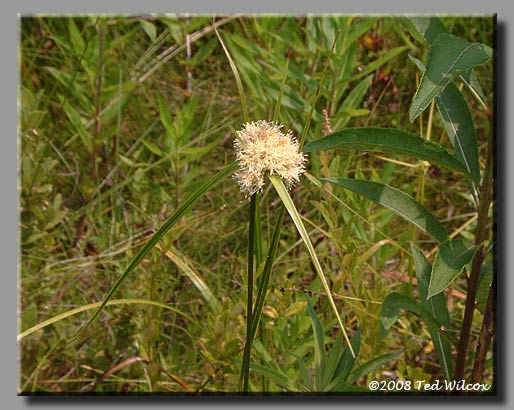 Cotton-Grass (Eriophorum virginicum)