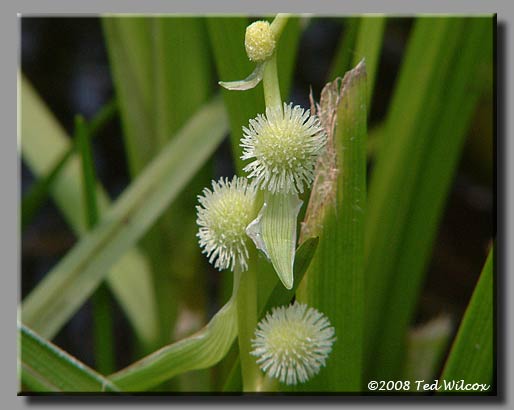 American Bur Reed (Sparganium americanum)