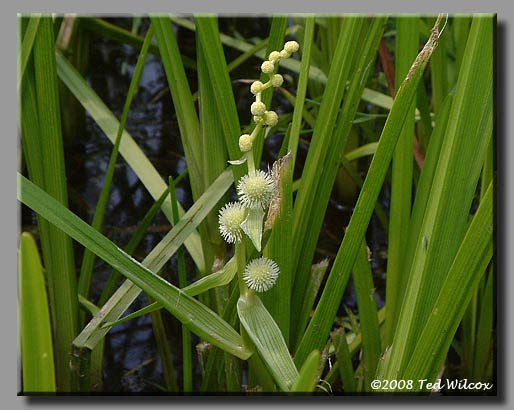 American Bur Reed (Sparganium americanum)