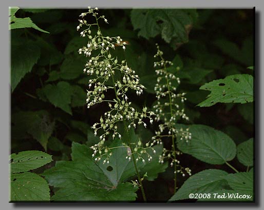 Small-Flowered Alumroot (Heuchera parviflora)