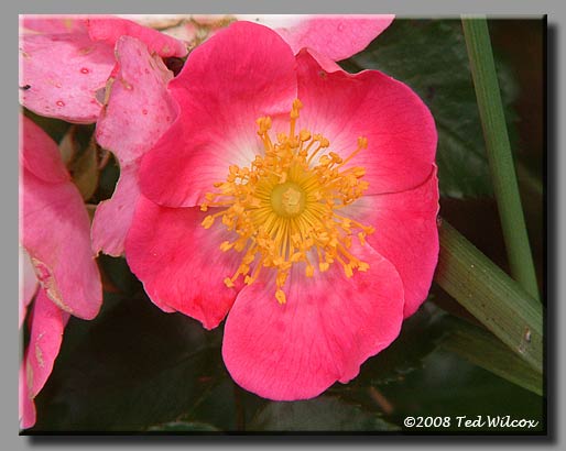 Prairie Rose (Rosa setigera)
