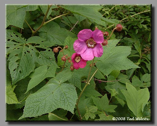 Purple-Flowering Raspberry (Rubus odoratus)