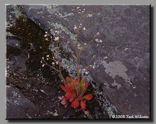 Mountain Saxifrage (Saxifraga michauxii)