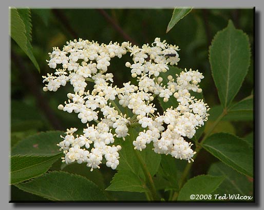 Appalachian Spiraea (Spiraea virginiana)