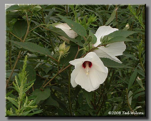 Swamp Rose Mallow (Hibiscus moscheutos)