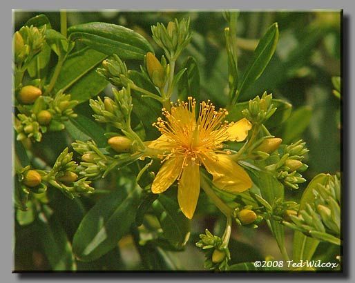 Golden St. Johnswort (Hypericum frondosum)