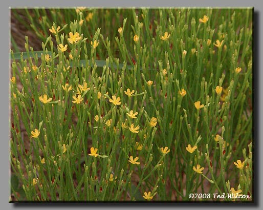 Pineweed / Orangegrass (Hypericum gentianoides)