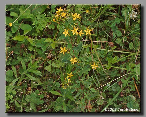 Common St. Johnswort (Hypericum perforatum)