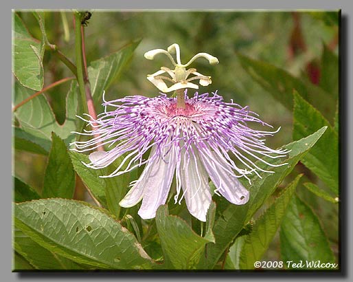 Passionflower / Maypops / Passion Vine (Passiflora incarnata)
