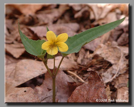 Halberdleaf Yellow Violet (Viola hastata)