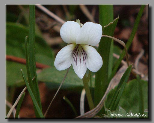 Lanceleaf Violet (Viola lanceolata)