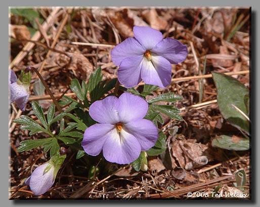 Birdfoot Violet (Viola pedata)