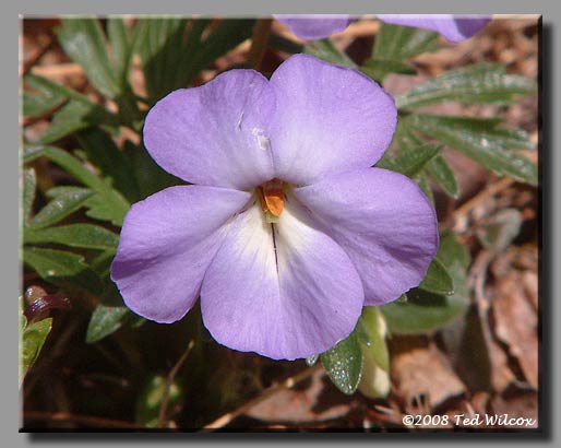 Birdfoot Violet (Viola pedata)