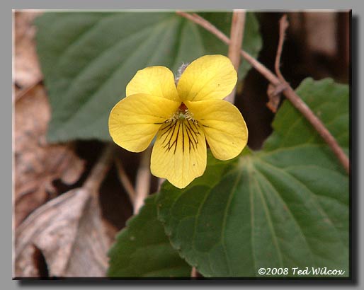 Yellow Woodland Violet (Viola pubescens)