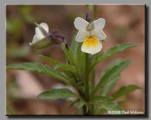Wild Pansy (Viola rafinesquii)
