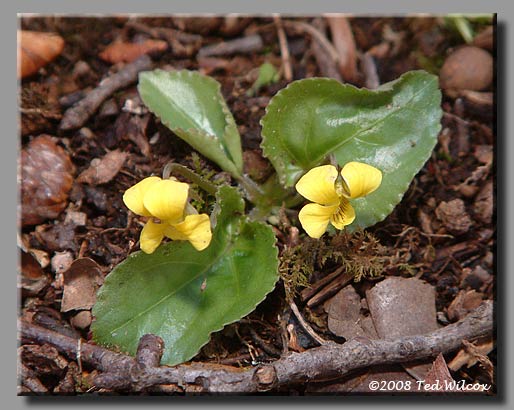Roundleaf Yellow Violet (Viola rotundifolia)