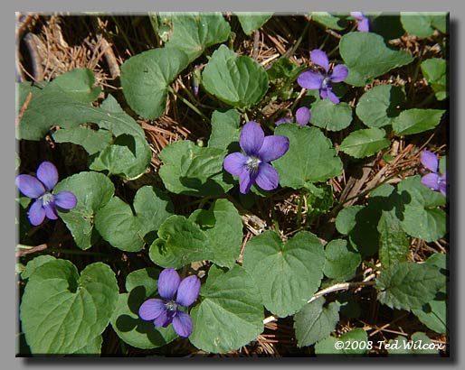 Common Blue Violet (Viola sororia)