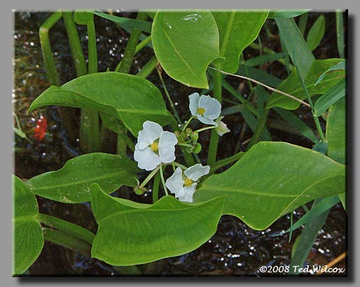 Plantainleaf Arrowhead (Sagittaria platyphylla)