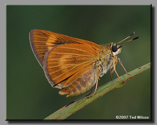 Byssus Skipper (Problema byssus)