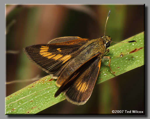 Byssus Skipper (Problema byssus)