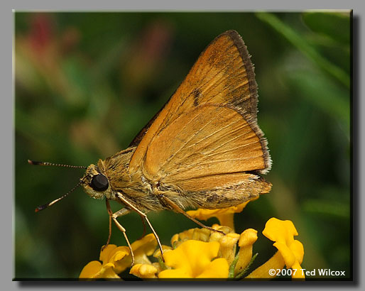 Byssus Skipper (Problema byssus)