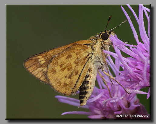 Carolina Roadside-Skipper (Amblyscirtes carolina)